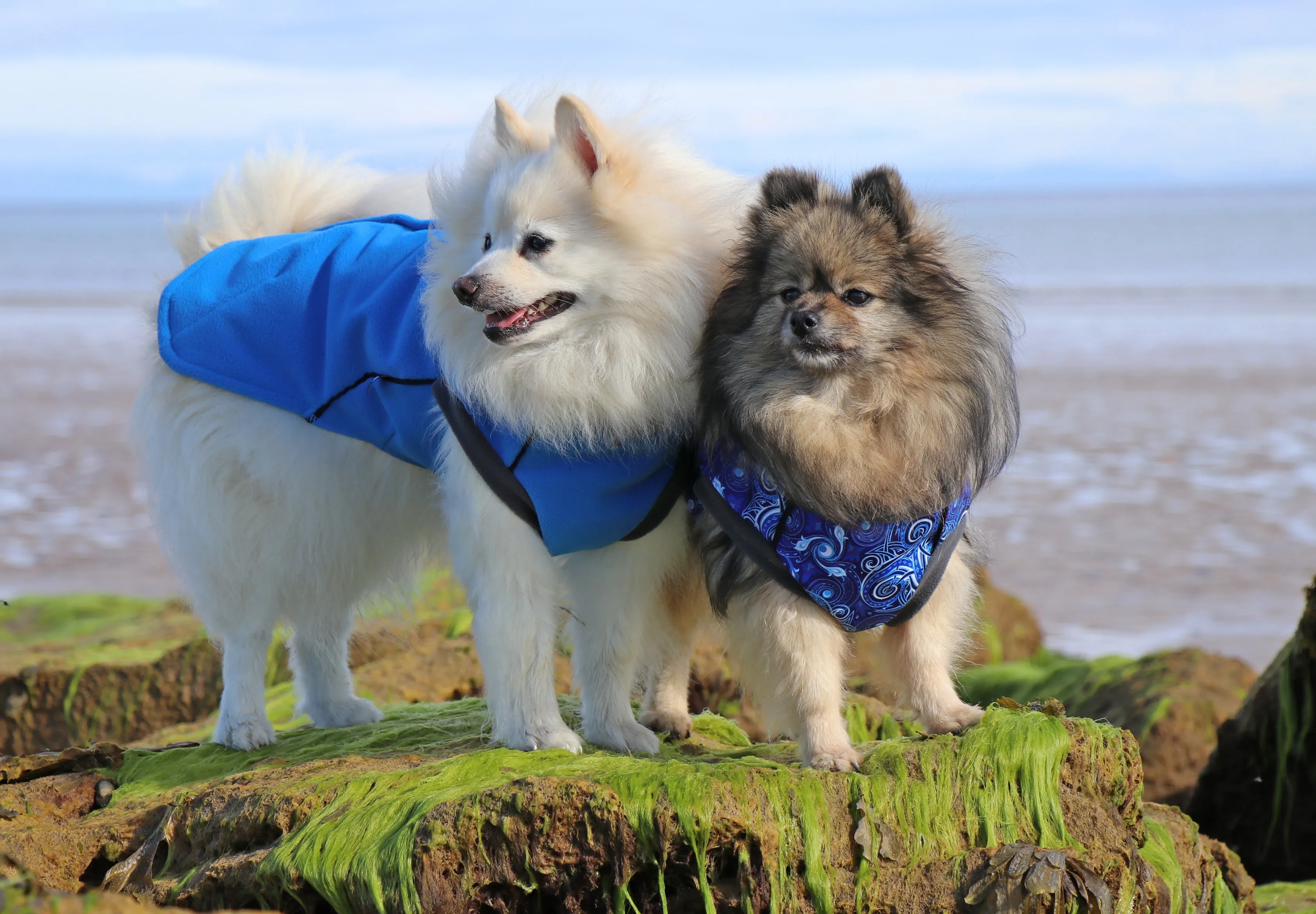 Cobalt Blue Double Layer Waterproof Microfleece McTog Dog Jumper - Back Poppers
